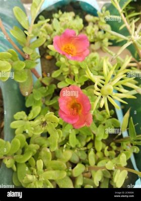  Die Sonnenrose! Ein Blick auf die geheimnisvolle Schönheit eines frühen brasilianischen Meisterwerks